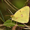 Clouded yellow