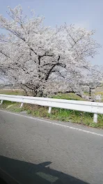 桜の木