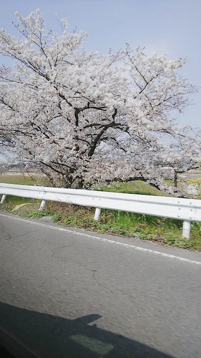 「桜の木」のメインビジュアル