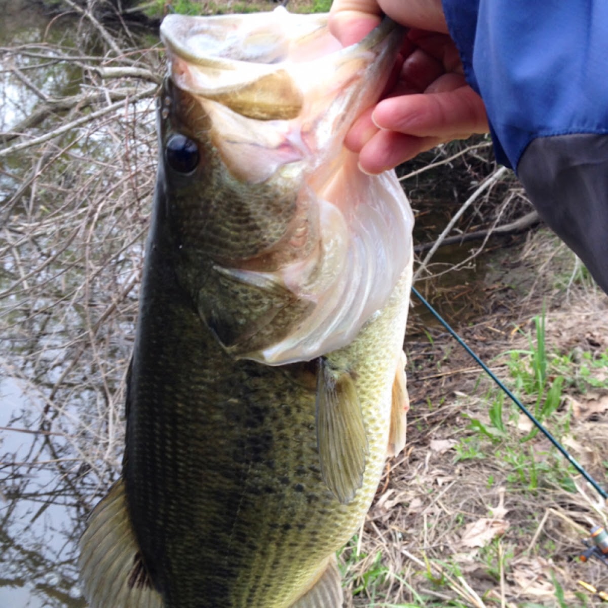 Largemouth bass