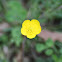 Butter Cup Flower Posted by Joel Neville