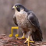 Bird and Animal sounds icon