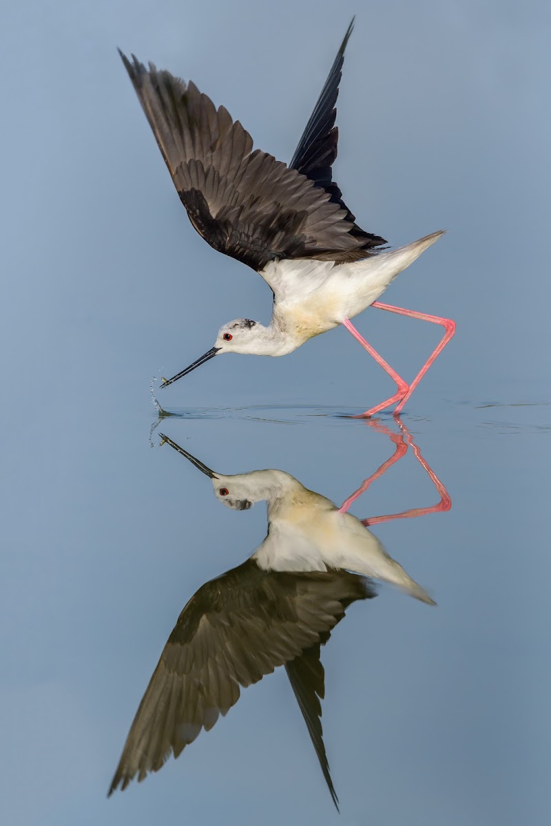 Riflessioni di un ..... cavaliere di Massimo_Tamajo