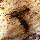 European  Earwigs