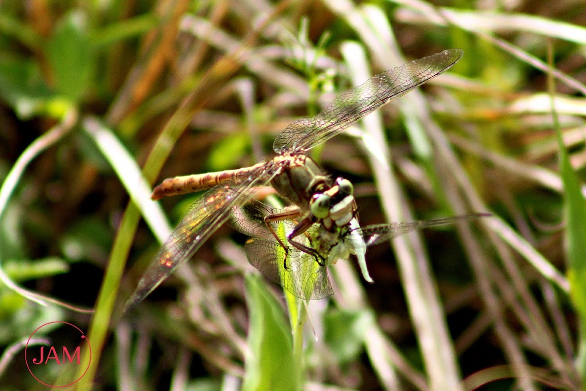 Grey-Green Clubtail Dragonfly