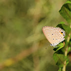 Plains Cupid