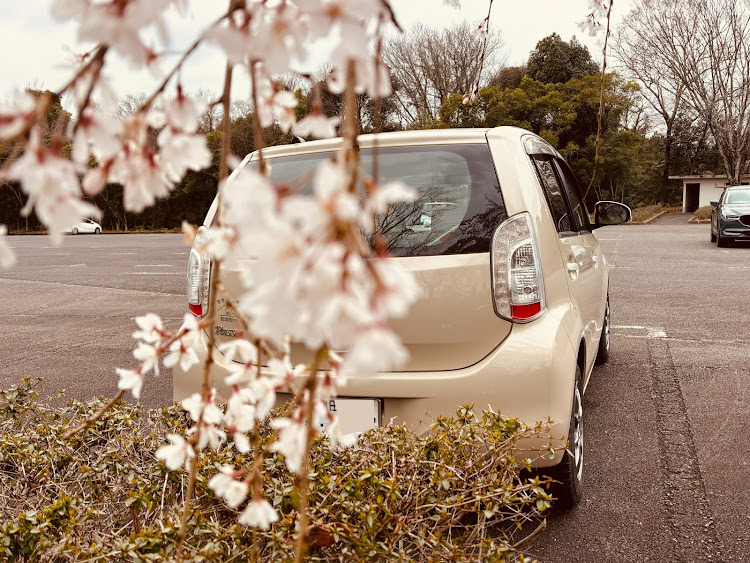 パッソの桜と愛車のコラボに関するカスタム事例の投稿画像5枚目