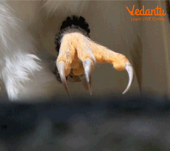 This image shows that  Owls have talons to catch their prey.
