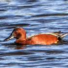 Cinnamon Teal