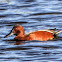 Cinnamon Teal