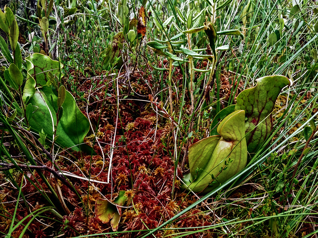 Purple Pitcher Plant