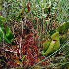 Purple Pitcher Plant