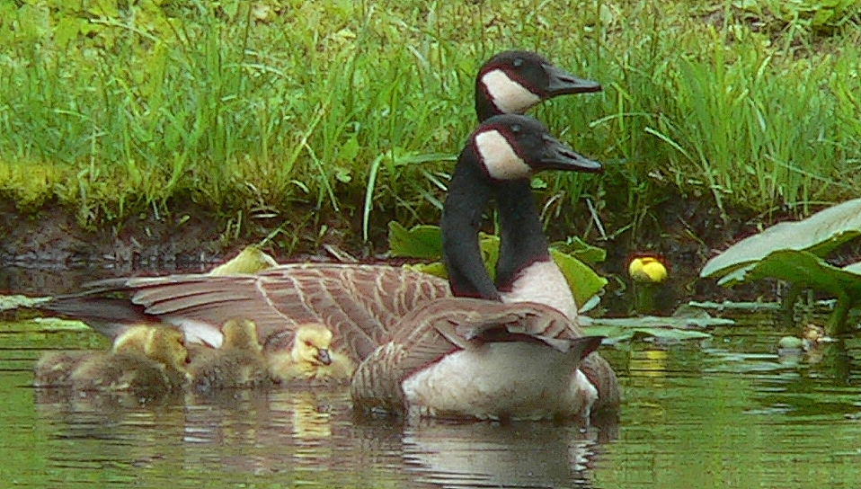 Canada Goose