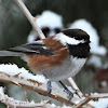 Chestnut-backed chickadee