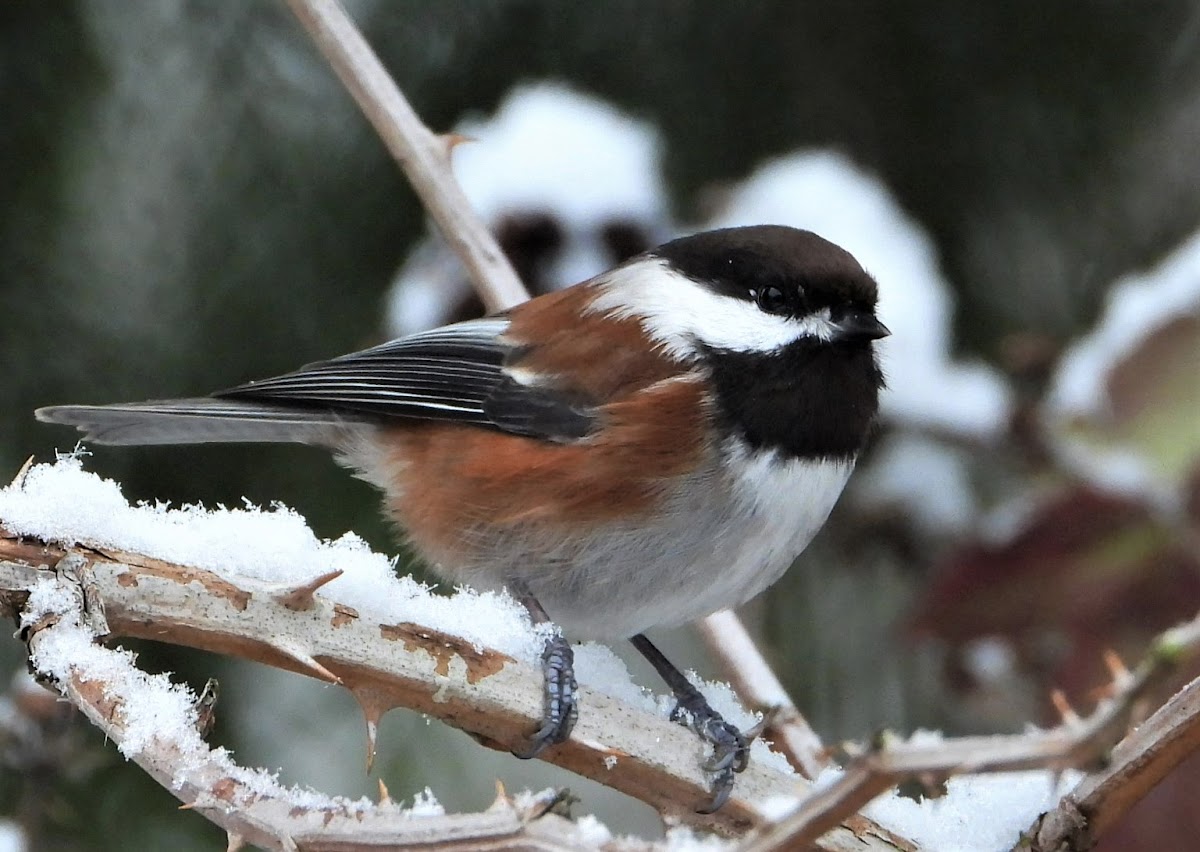 Chestnut-backed chickadee