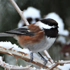 Chestnut-backed chickadee