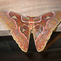 Atlas Moth