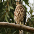 Shikra