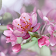 Cherry Blossom Live Wallpaper icon