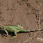 Green iguana Iguana iguana