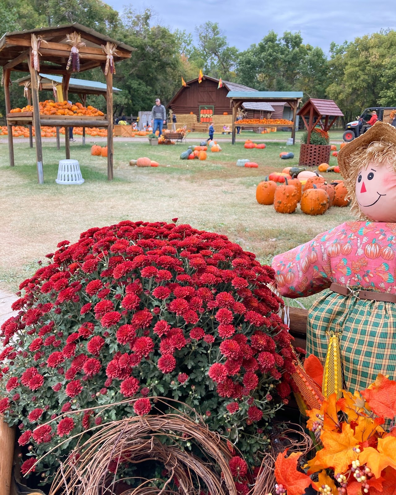 Papas Pumpkin Patch in North Dakota