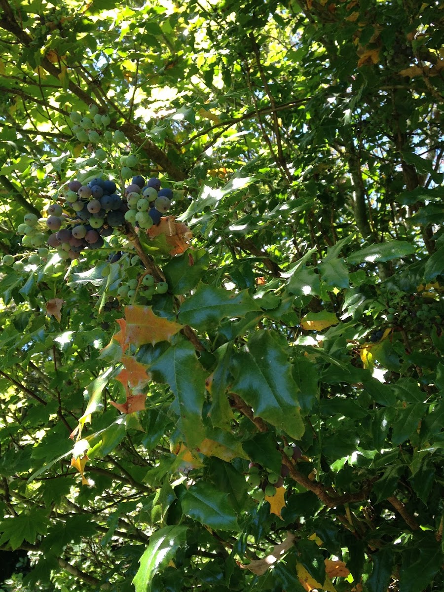 Tall Oregon Grape