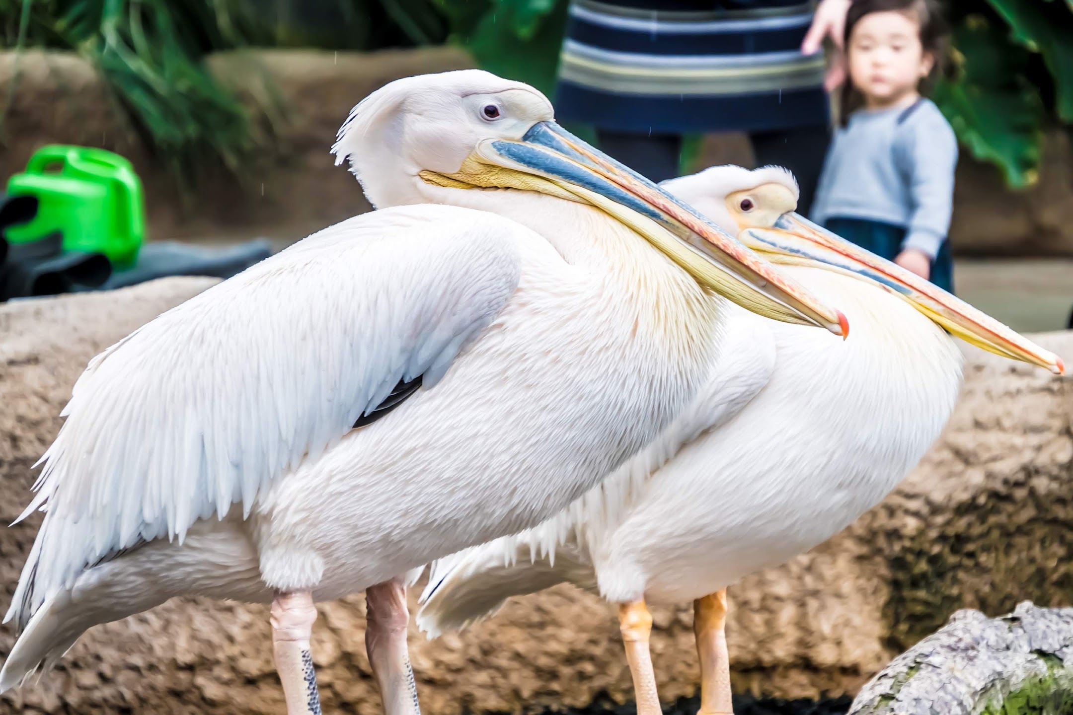 Kobe Animal Kingdom Pelican2