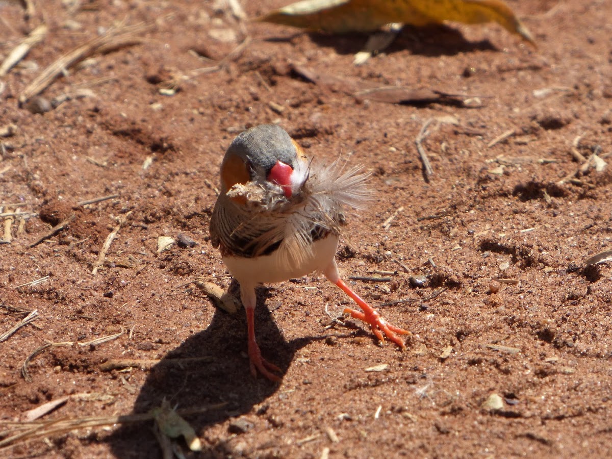 Zebra Finch (male)