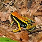 Poison-dart frog