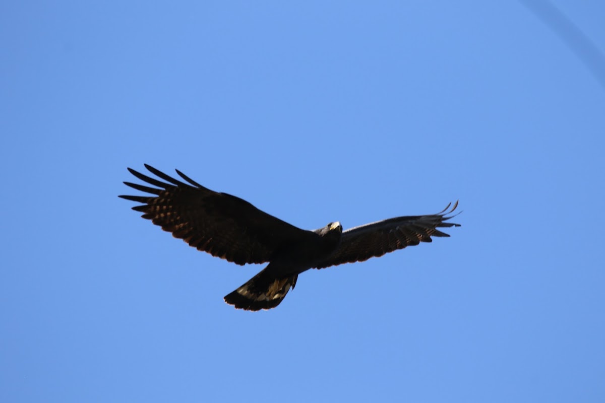 Zone-tailed Hawk