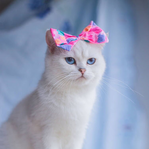 Title 30, Cat Lace Suit Saliva Towel Princess Style Scarf...