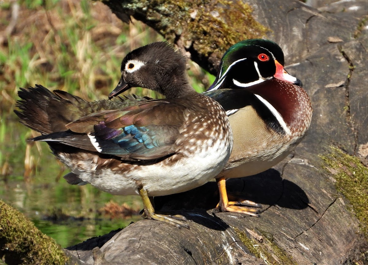 Wood duck