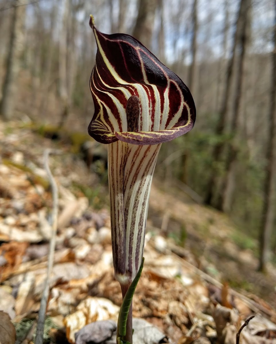 Jack-in-the-Pulpit