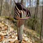 Jack-in-the-Pulpit