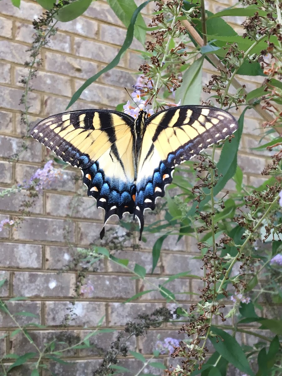 Eastern Tiger Swallowtail (female)