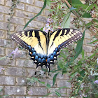 Eastern Tiger Swallowtail (female)