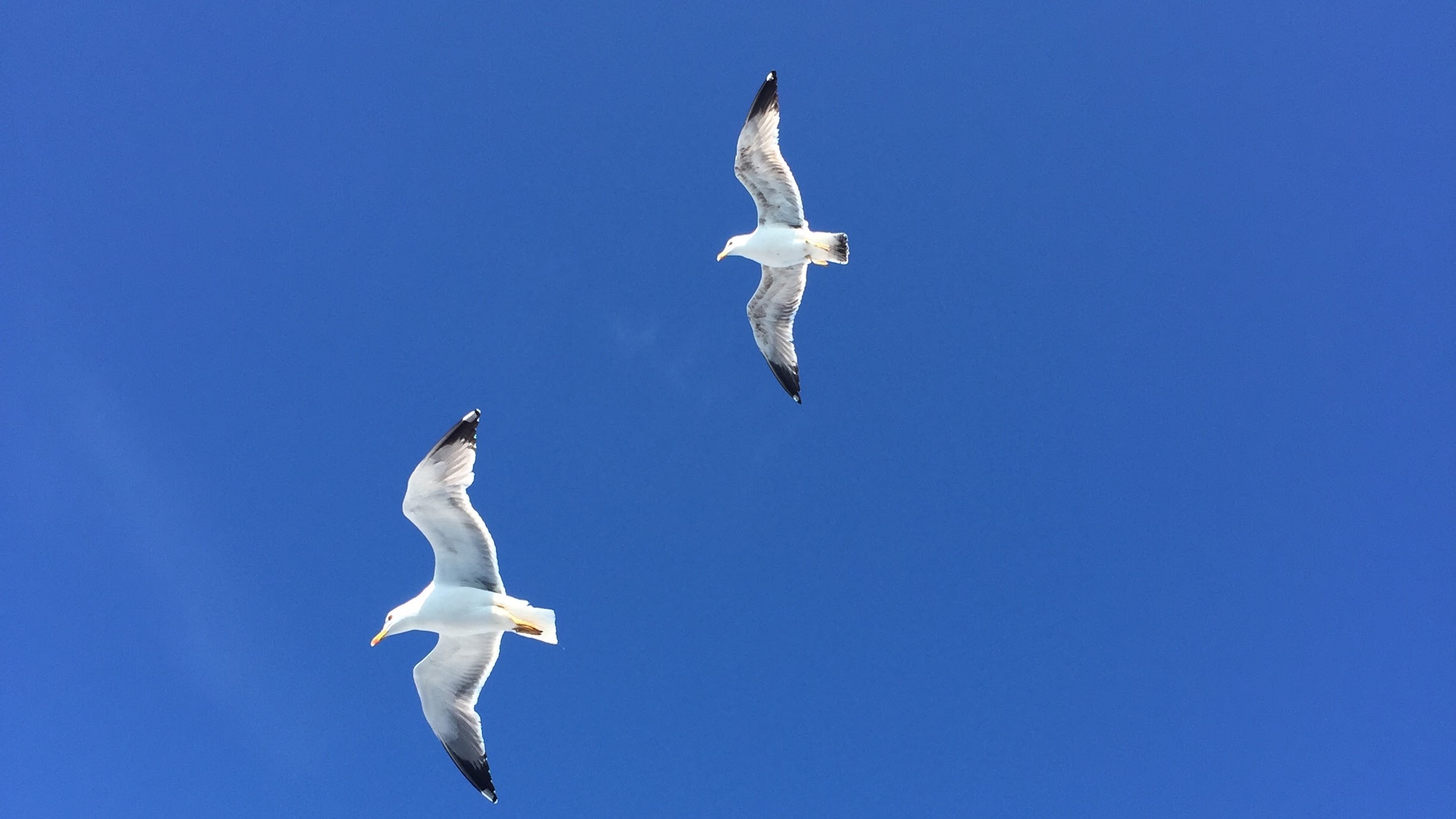 Liberi di volare di greenscarf