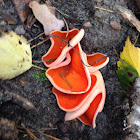 Orange Peel Fungus