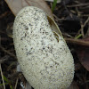 Southern Black Racer Eggs