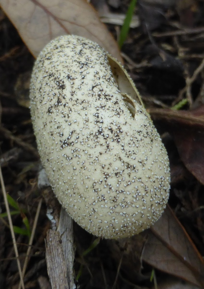 Southern Black Racer Eggs