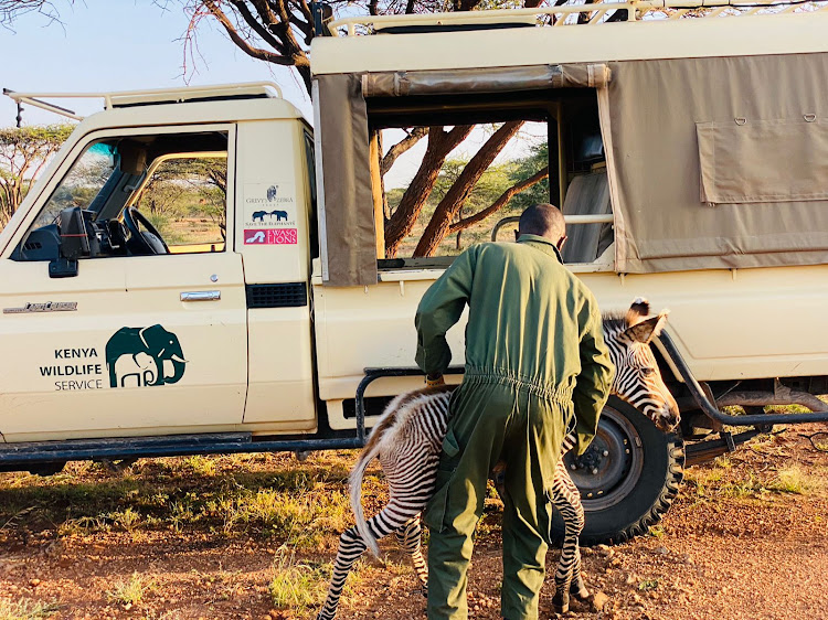 An orphaned foal rescued by Kenya Wildlife Service on January 22, 2023.