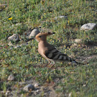 Hoopoe