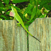 Carolina anole