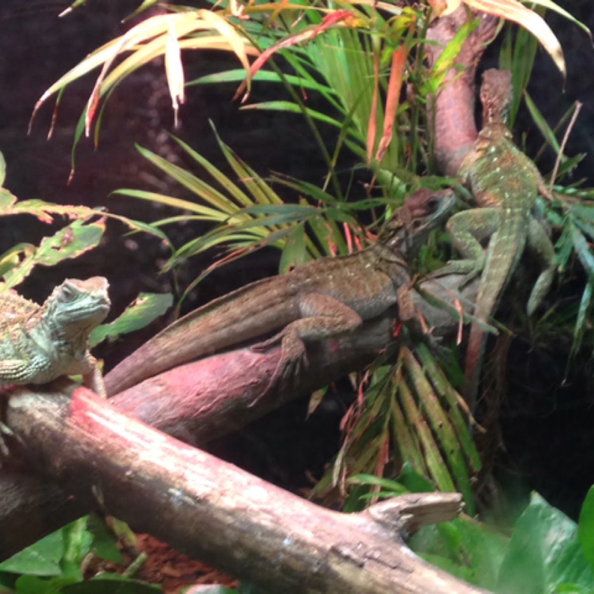 Sailfin Dragon