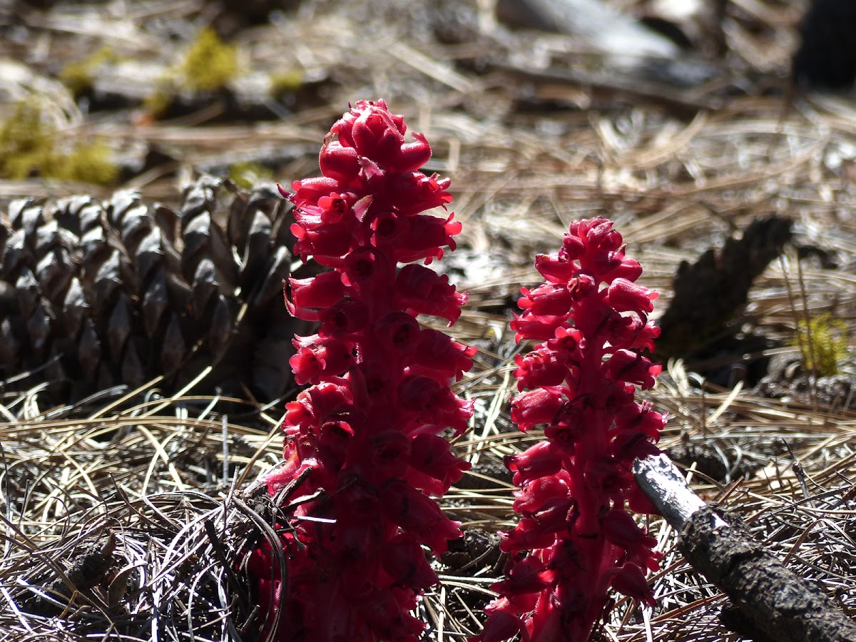 Snow flower