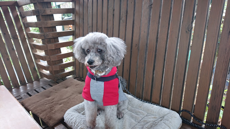ステラのドライブ・ランチ・犬・犬と一緒に入れるお店に関するカスタム事例の投稿画像5枚目