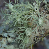 Florida Beard Lichen