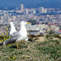 Yellow-legged Gull