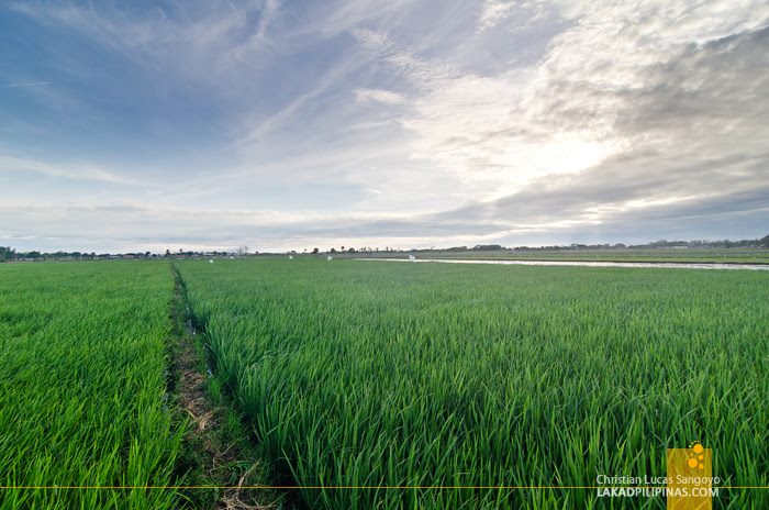 PhilRice Nueva Ecija