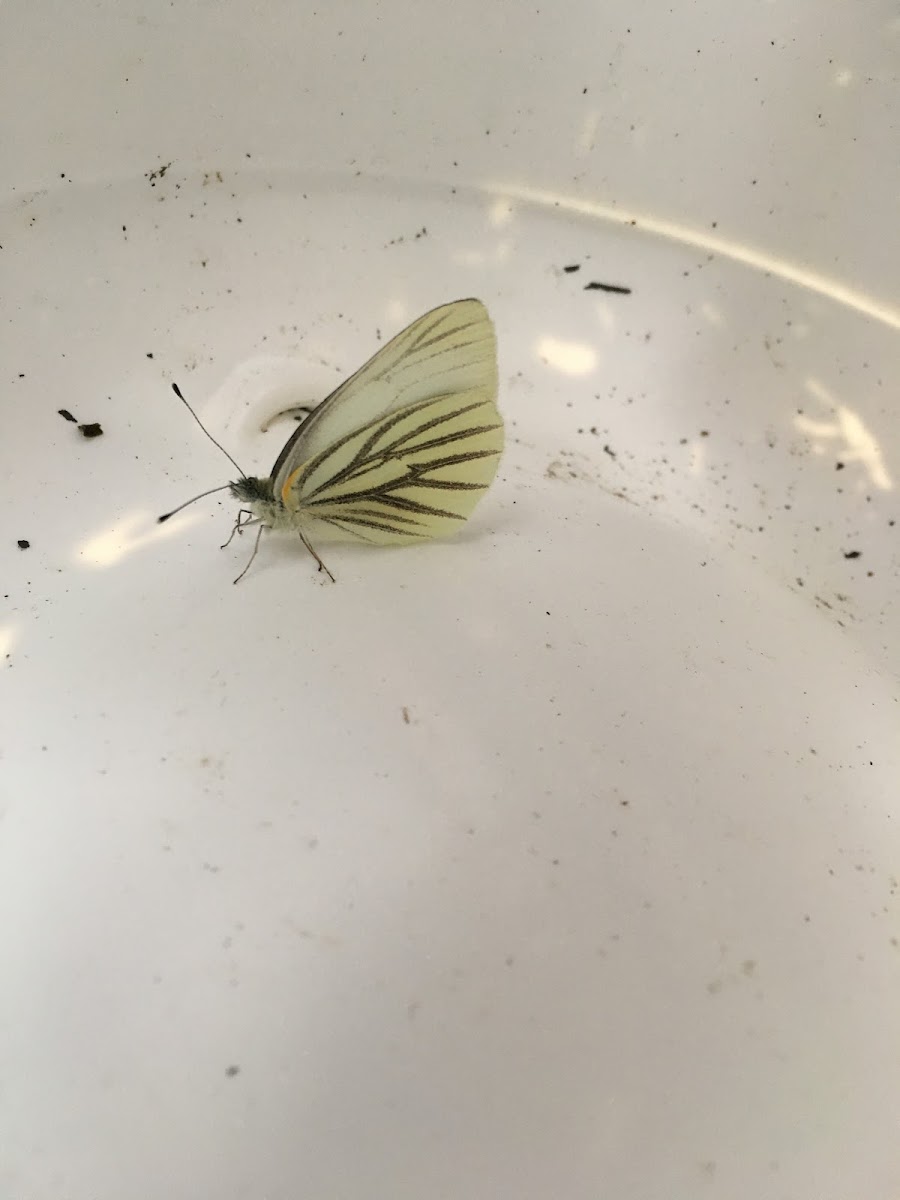 Mustard white butterfly